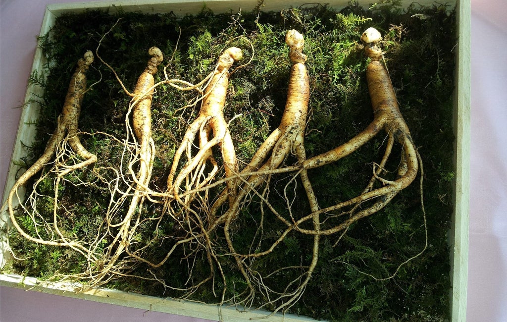 ginseng